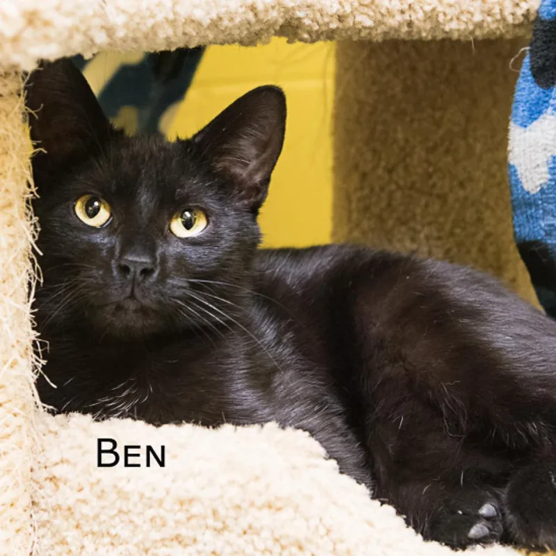 An adult large-sized male Black Domestic Short Hair cat named Benny for adoption in Parkersburg, WV