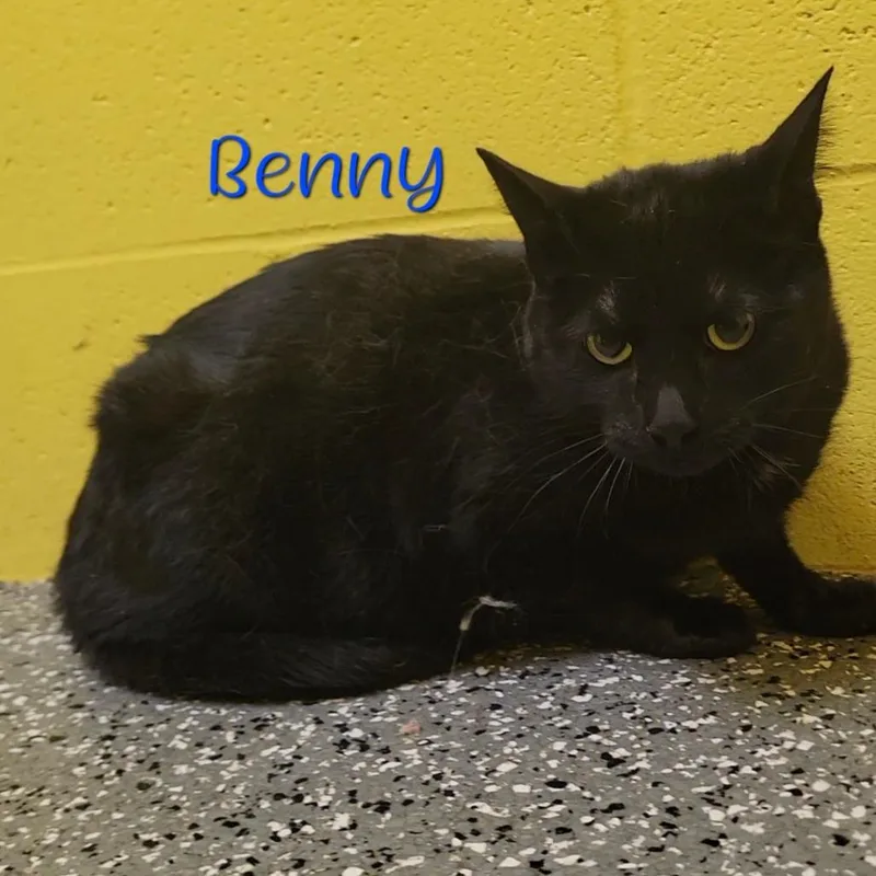 Benny thumbnail 3