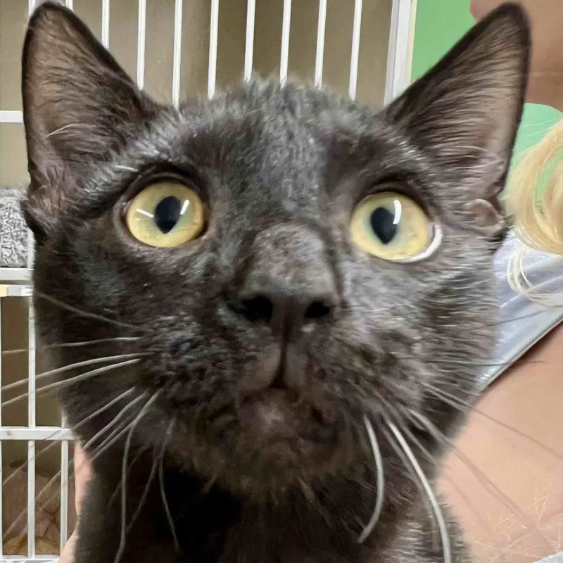 A baby small-sized female Black Domestic Short Hair cat named Cj for adoption in Colorado Springs, CO