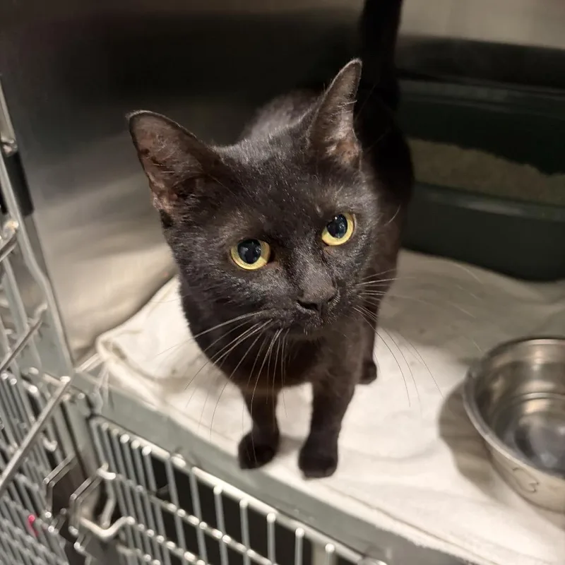 An adult medium-sized female Black Domestic Short Hair cat named Nightcore for adoption in Kyle, TX