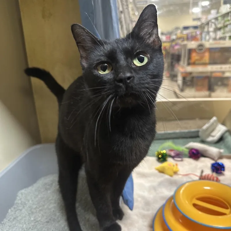 Nightcore thumbnail 3