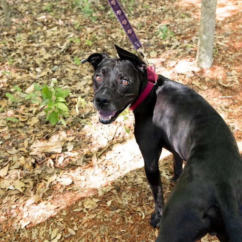 An adult medium-sized male Black Mixed Breed dog named Blitz for adoption in Gainesville, FL