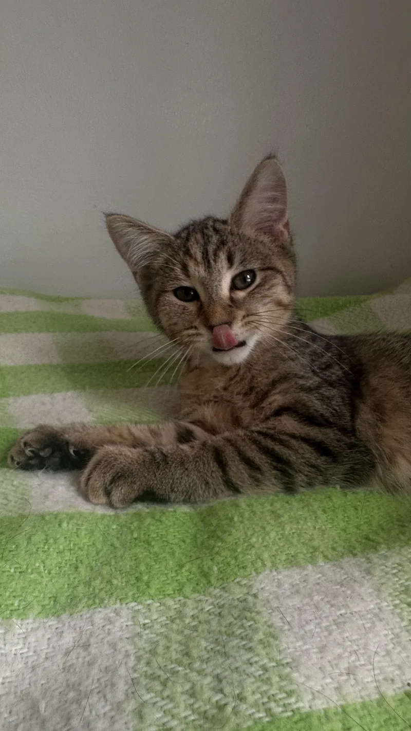 A baby small-sized female Domestic Short Hair cat named Nilla for adoption in Auburn, NE