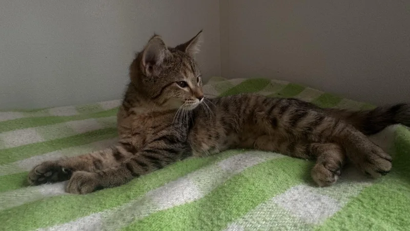 Nilla thumbnail 2