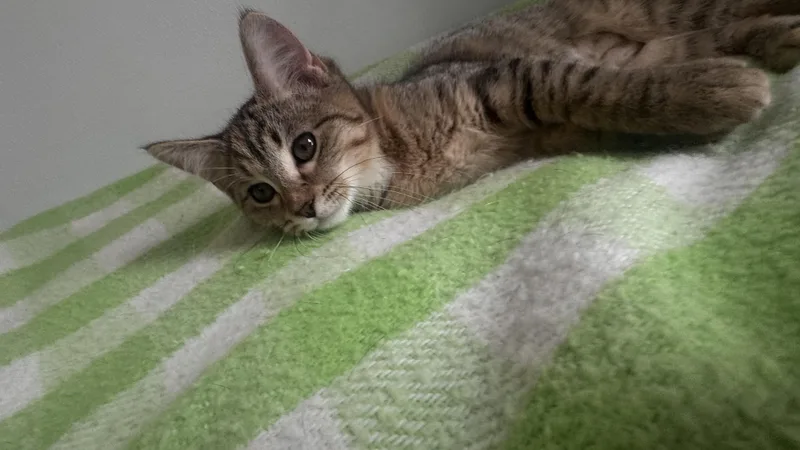 Nilla thumbnail 6