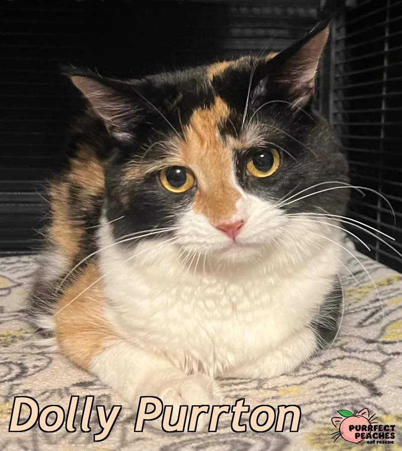 A young medium-sized female Maine Coon cat named Dolly Purrton for adoption in Douglasville, GA