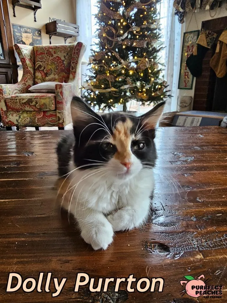 Dolly Purrton thumbnail 2