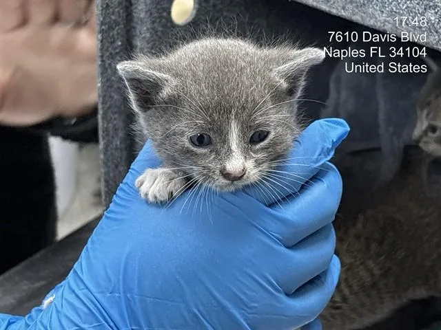 A baby small-sized male Domestic Short Hair cat named Bennett for adoption in Naples, FL