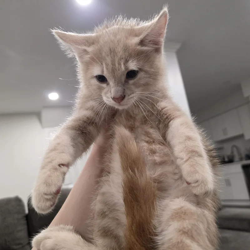 A baby medium-sized male Buff / Tan / Fawn Domestic Short Hair cat named Weasly for adoption in Moriches, NY
