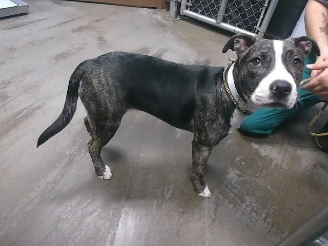 A young small-sized female Pit Bull Terrier dog named Bianca for adoption in Phoenix, AZ