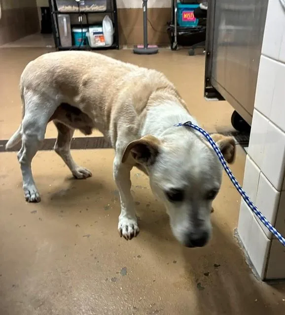 A senior small-sized male Terrier dog named Caesar for adoption in Chula Vista, CA