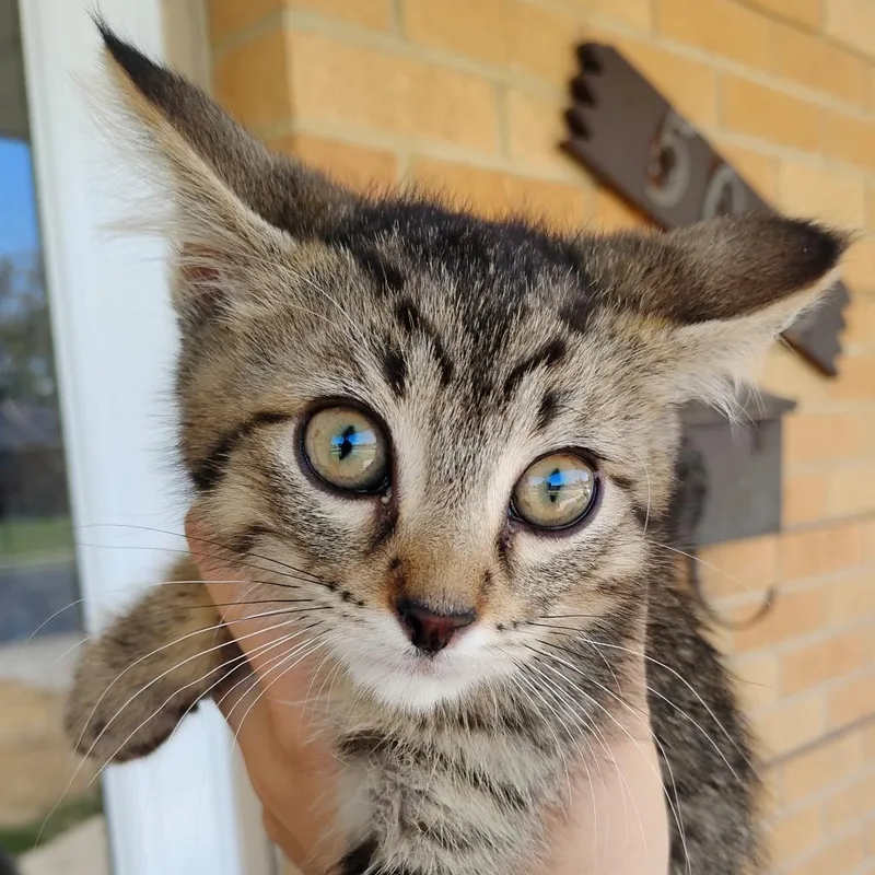A baby small-sized male Brown / Chocolate Domestic Short Hair cat named Nugget for adoption in Grantsville, UT