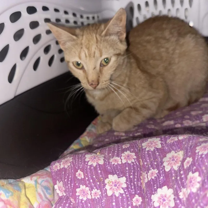 A young medium-sized female Orange / Red Domestic Short Hair cat named Cosette for adoption in Middle Village, NY