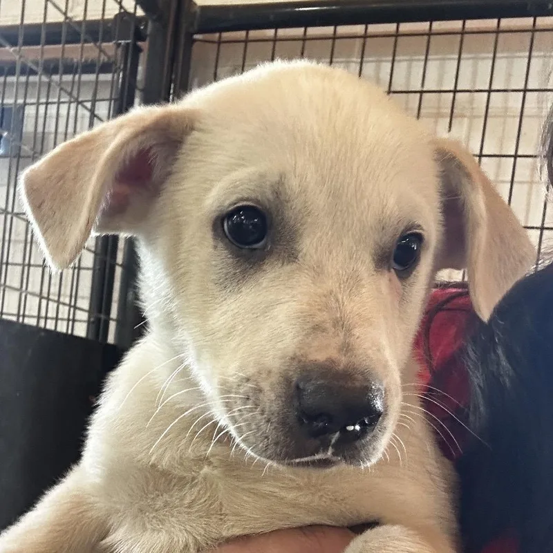 A baby large-sized male White / Cream Mixed Breed dog named Skrillex for adoption in Leander, TX