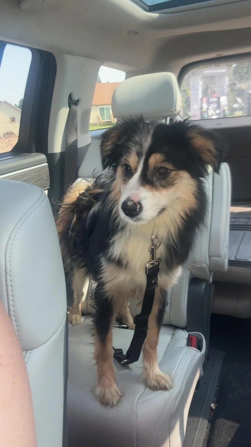 A young small-sized female Merle (Blue) Australian Shepherd dog named Lily for adoption in Cando, ND