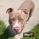 A senior medium-sized female Brown / Chocolate Pit Bull Terrier dog named Shy for adoption in Moline, IL
