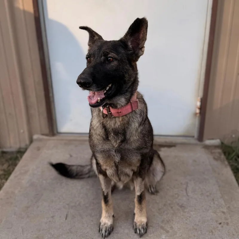 An adult large-sized female Black German Shepherd Dog dog named Julie for adoption in Houston, TX