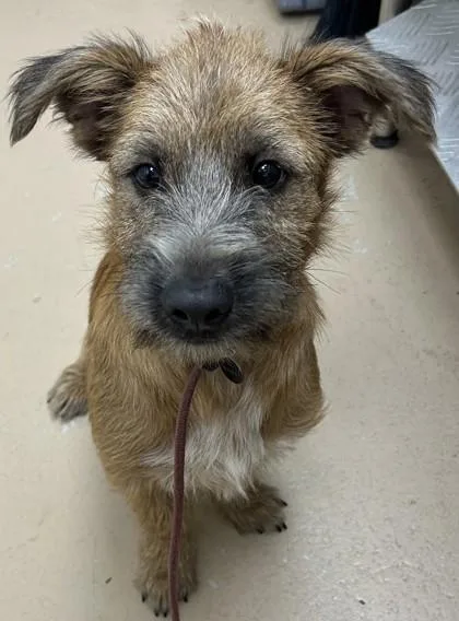 An adult medium-sized male Dachshund dog named Hansel for adoption in Phoenix, AZ