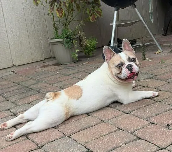 An adult medium-sized male French Bulldog dog named Winston for adoption in Smithville, MO
