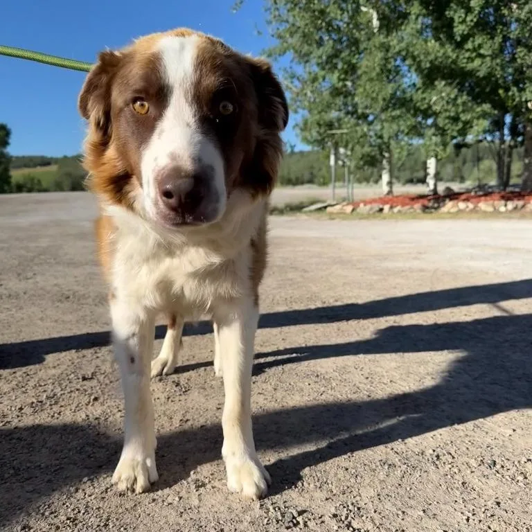 A young medium-sized male Border Collie dog named Rusty for adoption in Thayne, WY