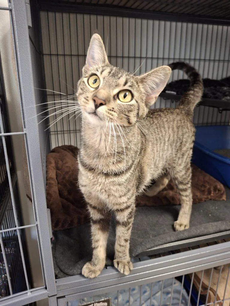 An adult small-sized female Domestic Short Hair cat named Shirley for adoption in Ironwood, MI
