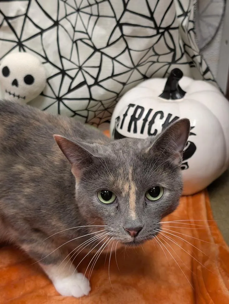 An adult medium-sized female Gray & White Domestic Short Hair cat named Bianca di Angelo for adoption in Greensboro, NC