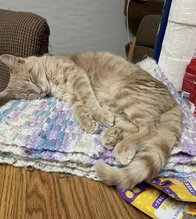 An adult medium-sized male Orange / Red Domestic Short Hair cat named Peanut for adoption in Wheaton, IL