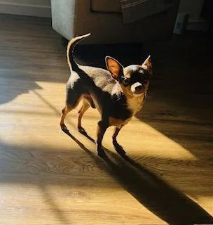 Zippy {coming Soon} thumbnail 2