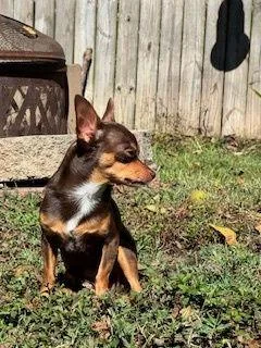 Zippy {coming Soon} thumbnail 3