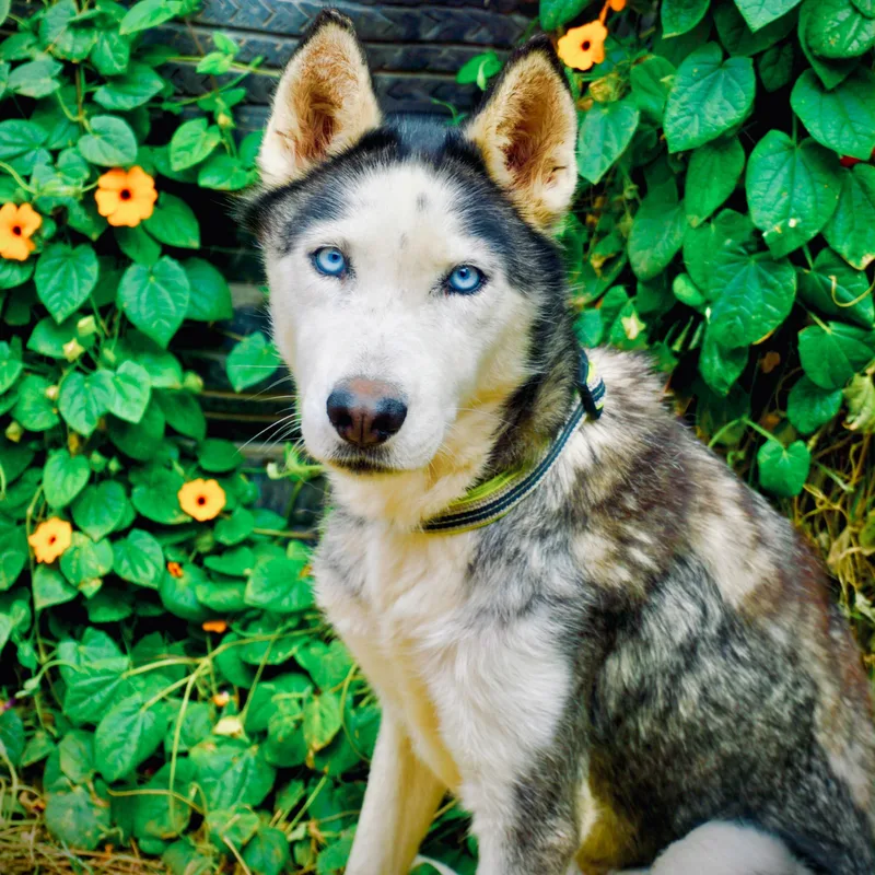 An adult medium-sized female Husky dog named Sexta for adoption in San Diego, CA