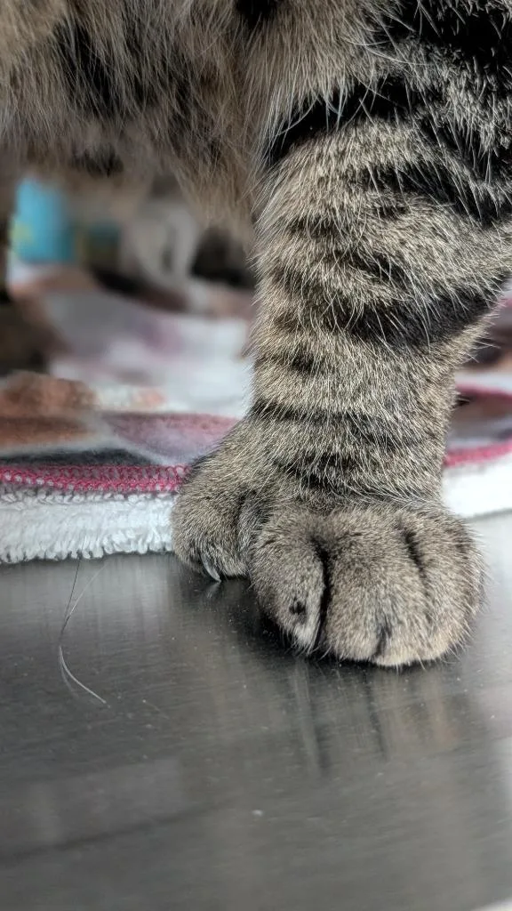 An adult medium-sized male Domestic Short Hair cat named Thumbs Mcgee for adoption in Shoreline, WA