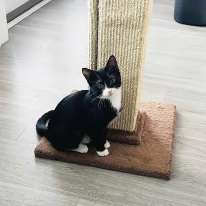 A baby small-sized female Black Domestic Short Hair cat named Soul for adoption in Atlanta, GA