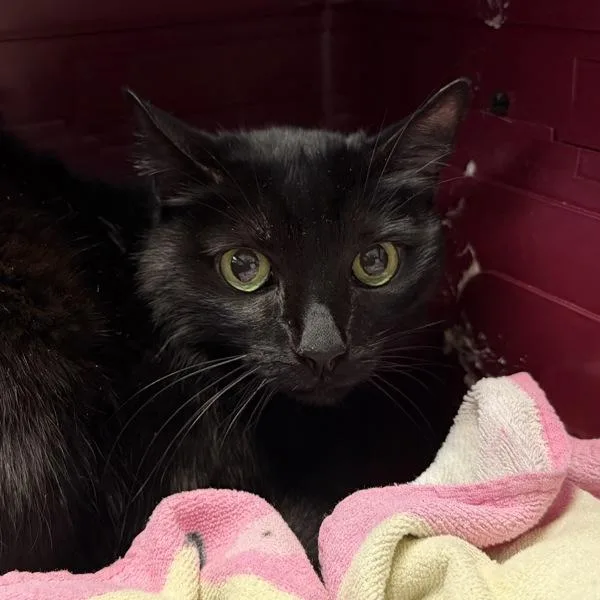 A senior small-sized female Domestic Short Hair cat named Bella for adoption in San Diego, CA