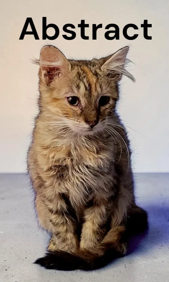 A baby medium-sized female Torbie cat named Abstract for adoption in Weems, VA