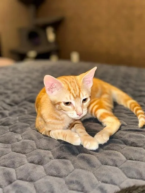 A baby small-sized male Tabby cat named Jax for adoption in Capshaw, AL