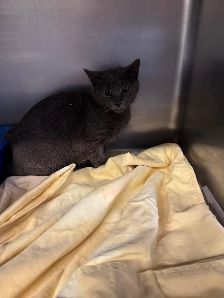 A young medium-sized female Domestic Short Hair cat named Syringa for adoption in Sorrento, LA