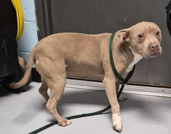 An adult medium-sized female Pit Bull Terrier dog named Pen  Marley for adoption in Lawrenceville, GA