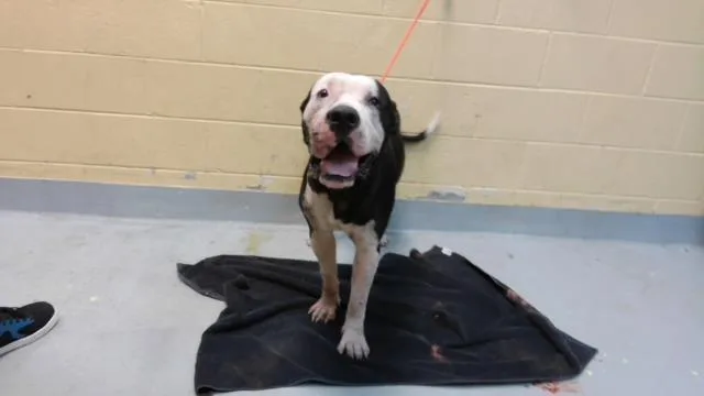 A young large-sized male Pit Bull Terrier dog named Ryle Meow for adoption in Tulsa, OK