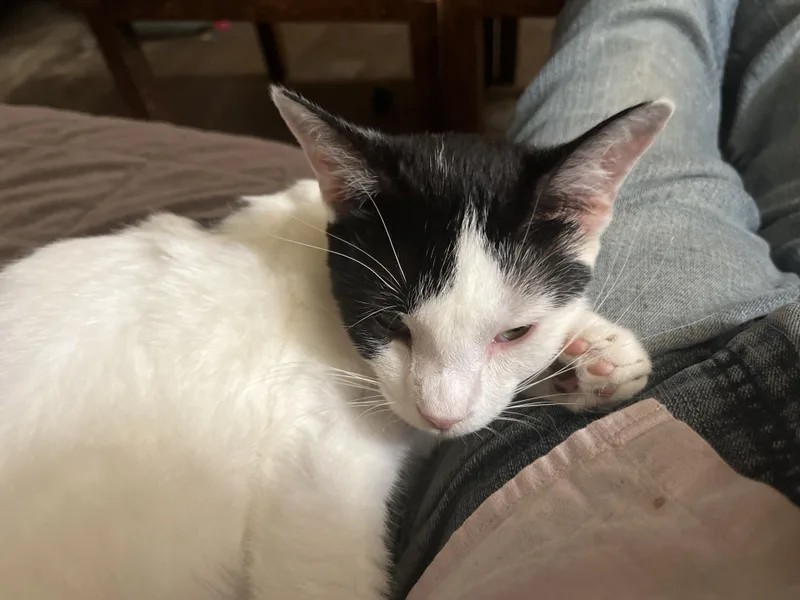 A young small-sized female Black Domestic Short Hair cat named Lexi for adoption in Mount Airy, MD