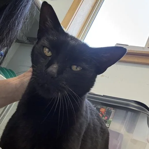 An adult large-sized male Domestic Short Hair cat named Toe Bean for adoption in Driggs, ID