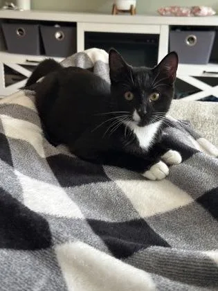 A young small-sized female Domestic Short Hair cat named Sammy for adoption in Lowell, MA