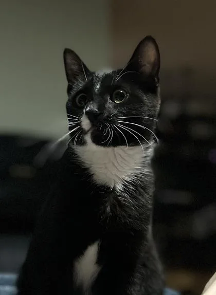 Sammy thumbnail 3