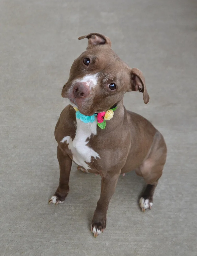 Sniffany Spring thumbnail 2