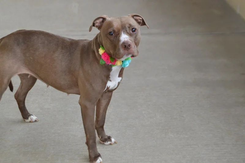 Sniffany Spring thumbnail 3