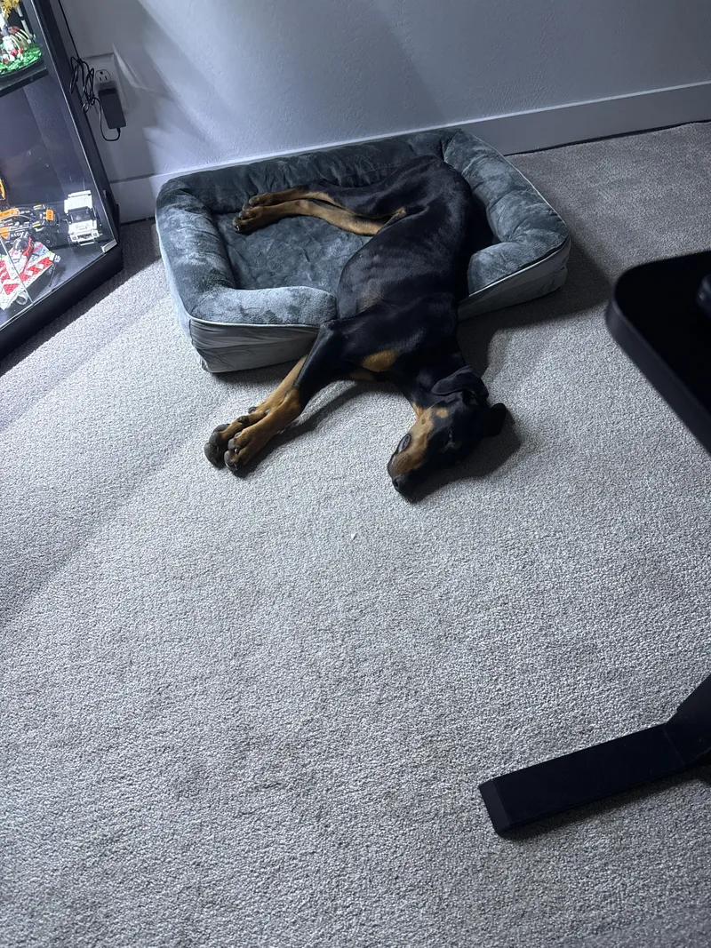 A young medium-sized female Black Doberman Pinscher dog named Zoe for adoption in Las Vegas, NV