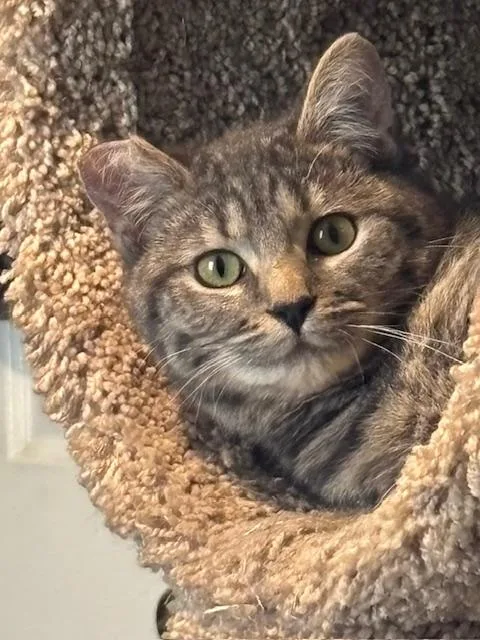 A baby medium-sized female Gray / Blue / Silver Domestic Short Hair cat named Audrey for adoption in Springfield, OR