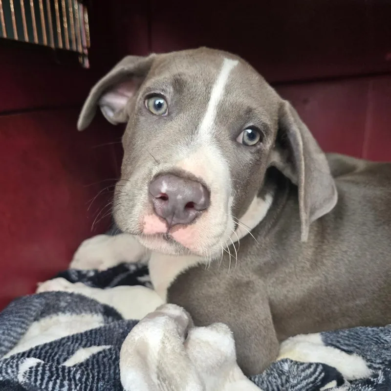 A baby medium-sized male Gray / Blue / Silver Mixed Breed dog named Dane for adoption in Williston, FL