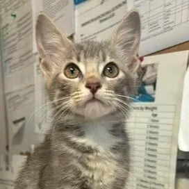 A baby medium-sized female Domestic Short Hair cat named Sandy for adoption in Bolivar, MO