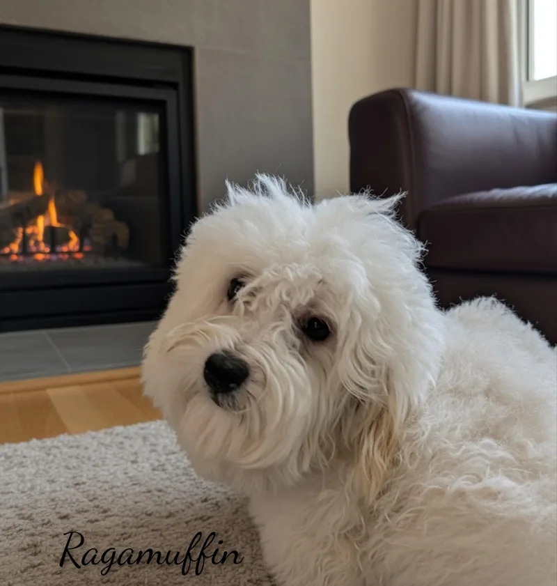 A young small-sized male White / Cream Maltipoo dog named Ragamuffin for adoption in Fredericksburg, VA