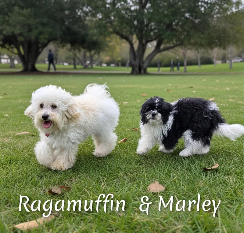 Ragamuffin thumbnail 3